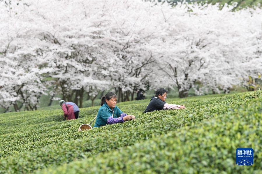 #（經濟）（1）貴州余慶：采摘“明前茶”