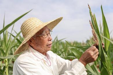 新華全媒+丨87歲，他在三亞南繁又一年