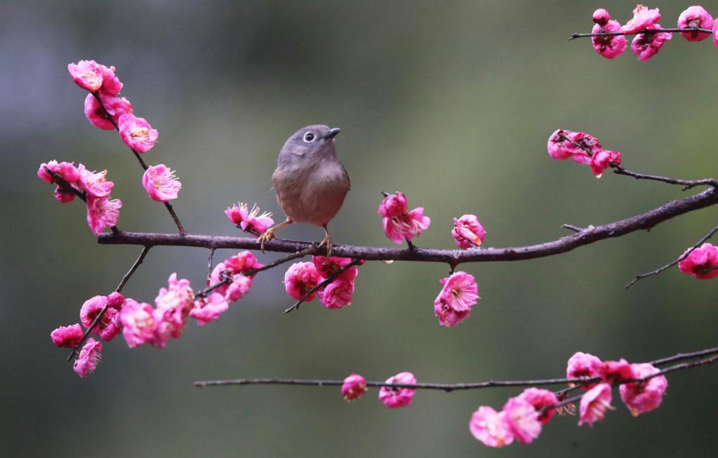 花開(kāi)中國(guó)