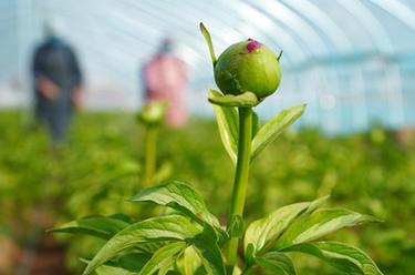 山東菏澤：芍藥鮮切花產(chǎn)銷(xiāo)旺