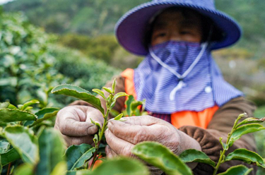 蘇州洞庭山：碧螺春茶迎來(lái)采摘期