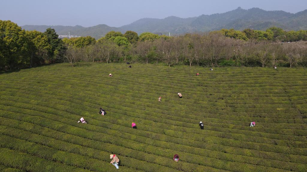 新華全媒+丨望一座詩(shī)意之山 擷一片致富“金葉”