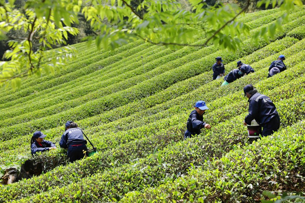 春茶采制正當時