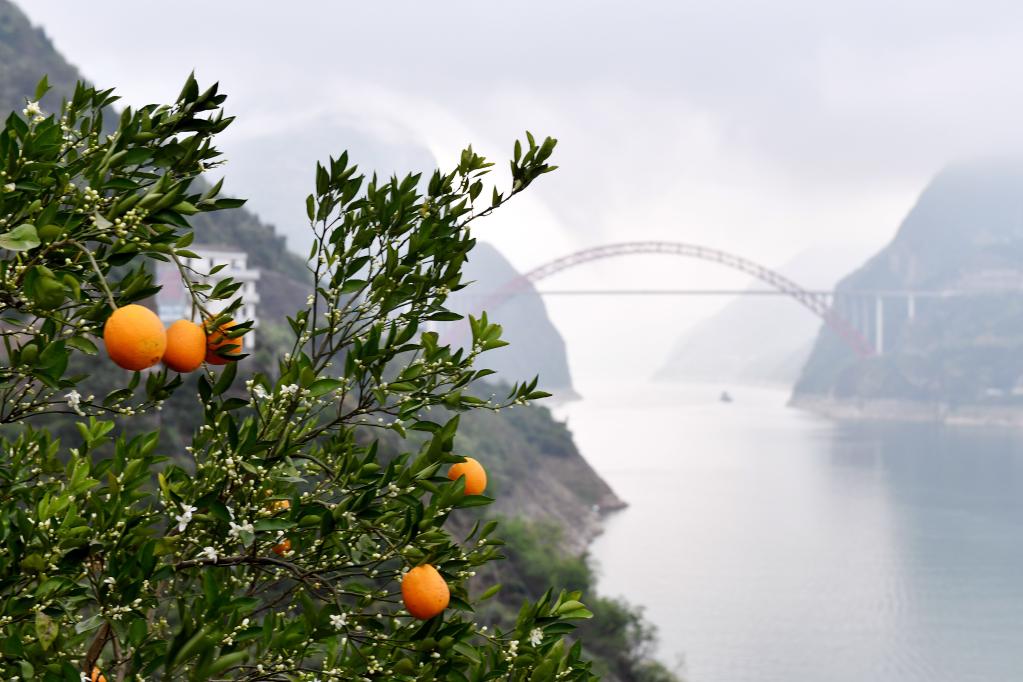 花果同樹(shù)映峽江