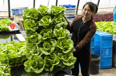 河北永清：發(fā)展綠色蔬菜種植 保障京津“菜籃子”供應