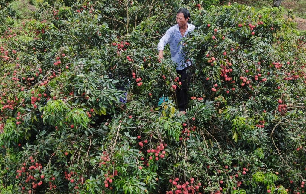 廣州增城荔枝陸續上市