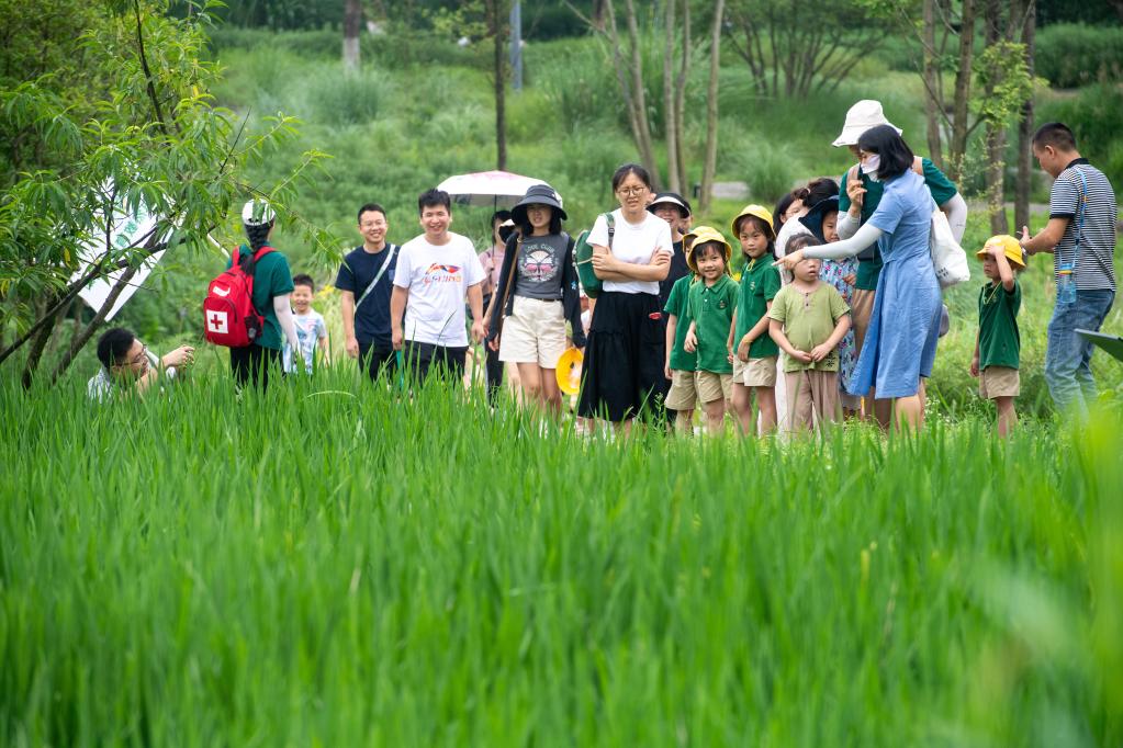 新時代中國調研行·長江篇丨長江上游最大“江心綠島”成“生態課堂”