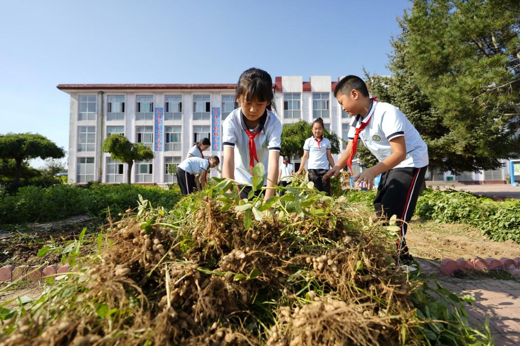 河北樂(lè)亭：“校園農(nóng)場(chǎng)”助力勞動(dòng)教育提質(zhì)增效