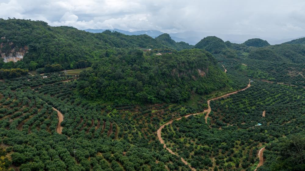 云南孟連大力發(fā)展牛油果產業(yè)促農增收