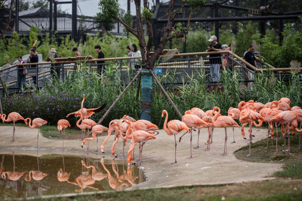 武漢動(dòng)物園正式開園