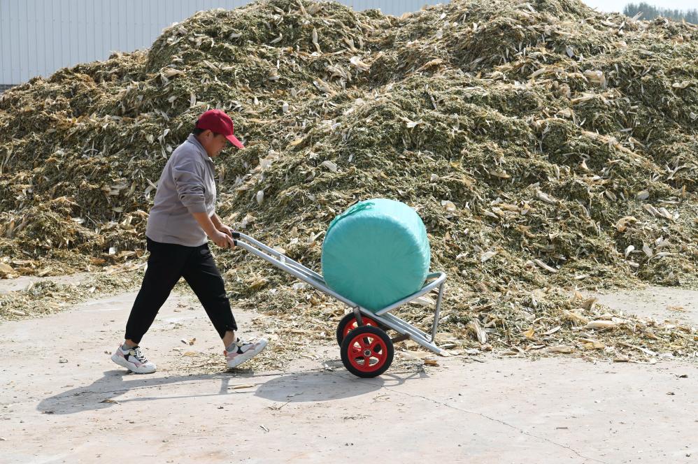 河南沁陽：秸稈變飼料 環保又增收