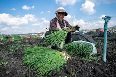 云南魯甸：香蔥香飄致富路