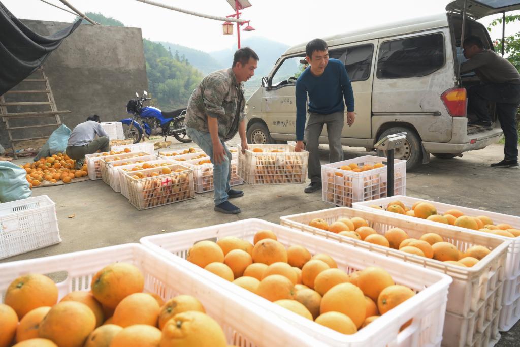 福建古田：特色水果產業助力鄉村振興